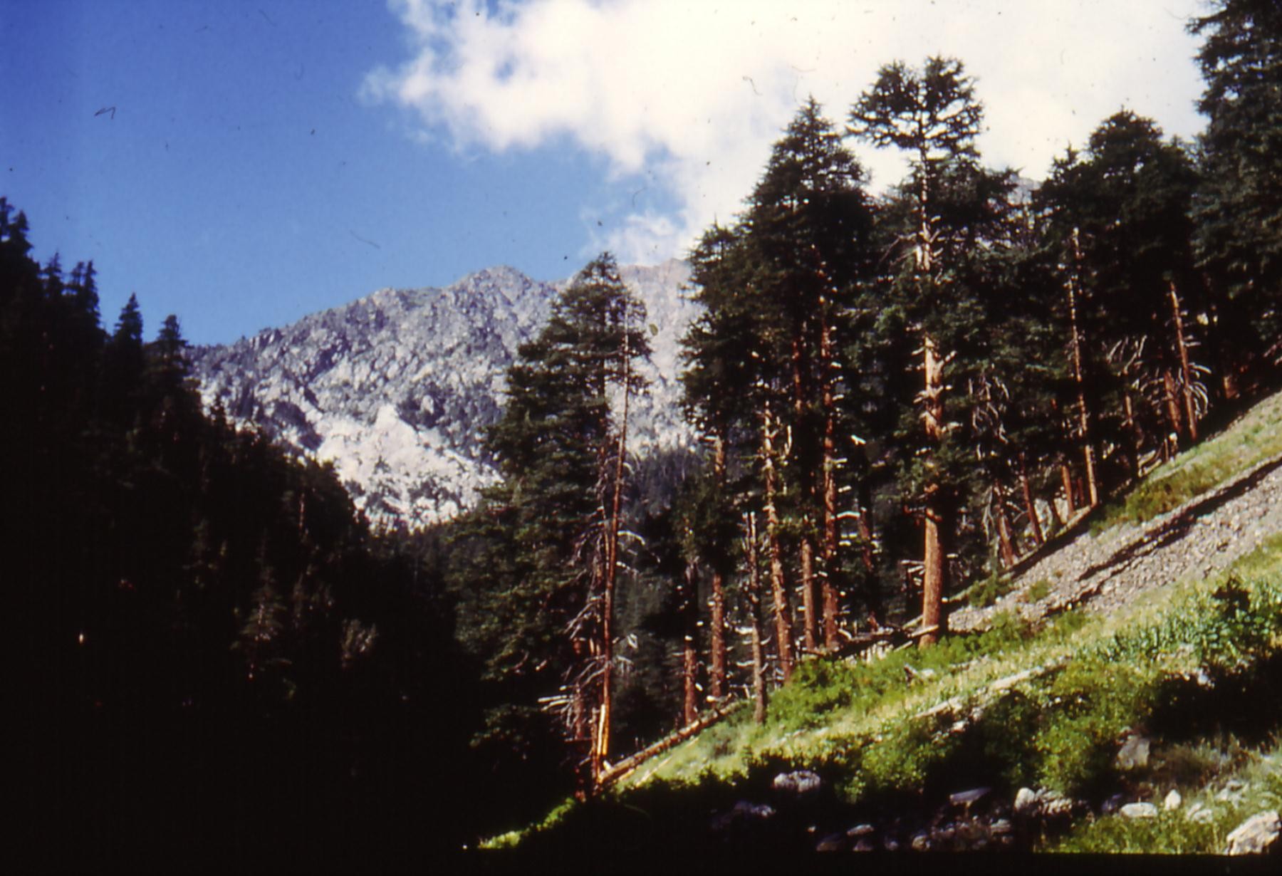 forêt chitral